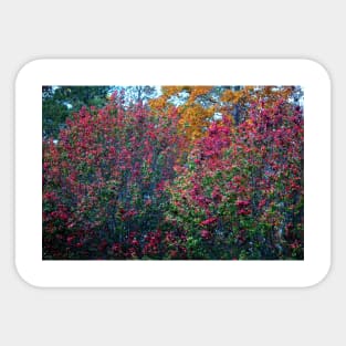 Red Green And Yellow Trees Sticker